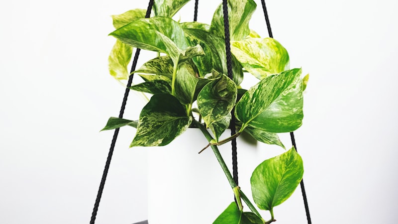 2026世界杯足球比赛直播画面 - 球员在绿茵场上激烈拼抢